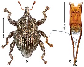 Trigonopterus cuprescens