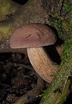 Porphyrellus brunneus