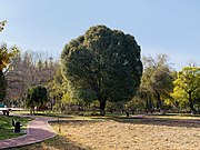 乌鲁木齐市植物园内的圆冠榆