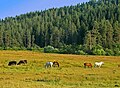 Uluyayla Düzlüğü'ne yayılan atlar