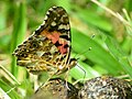 Vanessa cardui (commons, cat)