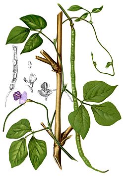Feijão-fradinho (Vigna unguiculata)