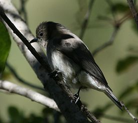 Тонкоклювый медоуказчик (Prodotiscus regulus)