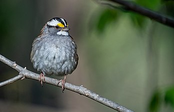 White-throated sparrow in Prospect Park. By Hugh Sansom.