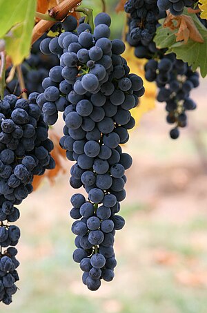 English: Wine grapes. Español: Uvas de vino ro...