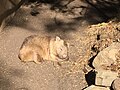 Wombat