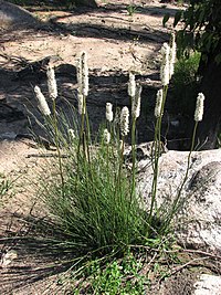 Xanthorrhoea minor subsp. lutea pasuga no Bunyip State parka Viktorijas štatā.