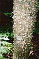 Zanthoxylum brachyacanthum en el bosque de Tooloom