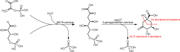 Биосинтез 3-дегидрохинной кислоты