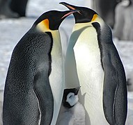 Emperor penguin