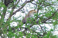 A leopard on the tree in the Serengeti Plain.