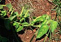 Acalypha villicaulis