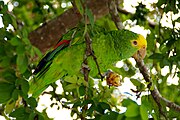 A green parrot with a yellow forehead, red wing-tips, and white eye-spots