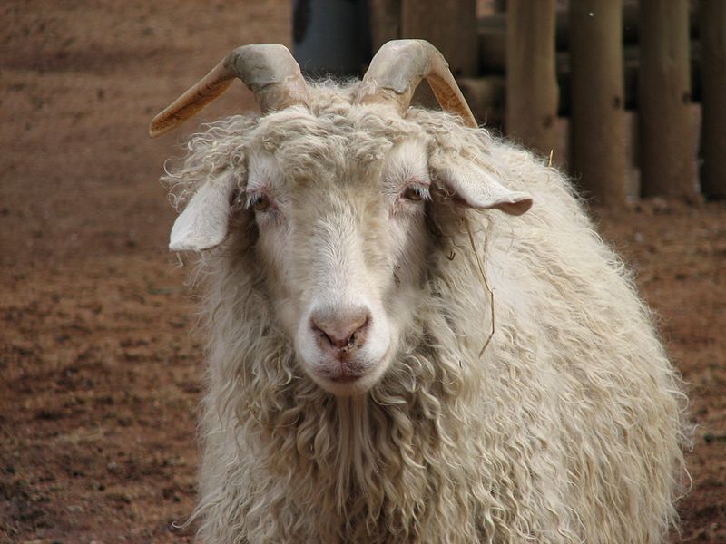 800px-Angora_001.jpg