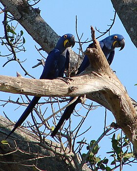 Casal de araras-azuis no Pantanal