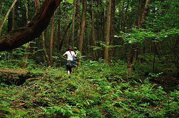 Aokigahara forest in Yamanashi, Japan.