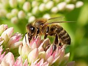 Abeille juchée sur une fleur