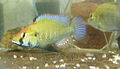 Astatotilapia sp. "Chilingali" 2. jpg