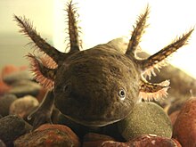 The axolotl is an endemic species from the central part of Mexico. Axolote.jpg