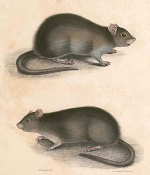 Bandicota bengalensis