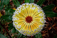 Saagjas banksia (Banksia serrata)