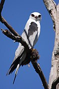 Black-winged kite