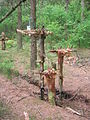 Environmental art in Bloak Moss Woods