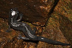 Description de l'image Bolitoglossa macrinii 47984864 (cropped).jpg.