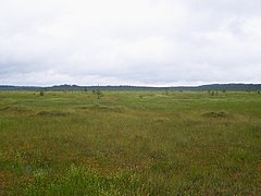 Верховое болото Старосельский мох, государственный заказник.