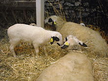 Deux brebis couchées dans la paille avec un agneau se tenant debout à leur côté.
