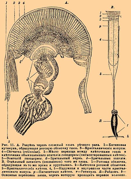 Рис. 11. А. Разрез через сложный глаз речного рака. 1 — Хитиновая кутикула, образующая роговую оболочку глаза. 3 — кристаллические конусы. 4 — Сетчатка (retinulae). 2 — Место перехода между клеточками глаза и клеточками обыкновенного эпителия гиподермы (пигментированные клетки). 5 — Эпителий гиподермы. б — Зрительный нерв. д — Зрительные ганглии. В. Отдельный элемент (ommateum) того же глаза. 1 — Роговая оболочка, образующая в то же время и хрусталик. 2 — Клеточки роговой оболочки. 3 — Кристаллические клетки. 4, 5 — Наружная и внутренние части кристаллического конуса. р — Пигментные клетки. r- Ретинула. R — Рабдом. b — Основная перепонка глаза, через которую проходит нервное волокно.