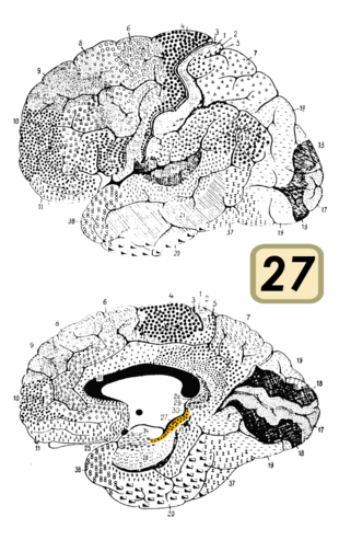 Brodmann Cytoarchitectonics 27.png