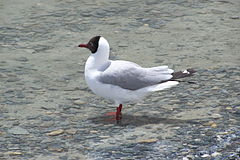 Description de l'image Brown-headed_Gull_3.JPG.