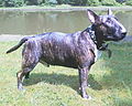 Bullterrier