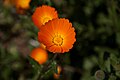 Calendula suffruticosa