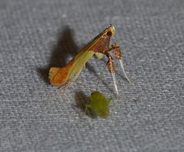 Caloptilia superbifrontella