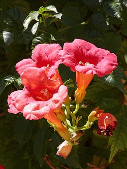 Flores de Campsis radicans.