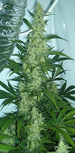 Cannabis Sativa