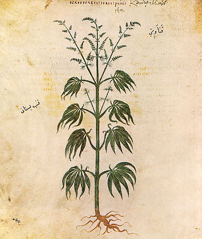 Cannabis sativa from Vienna Dioscurides, 512 AD