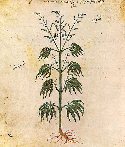 Cannabis or Mary Jane or Marijuana