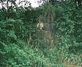 A view of the abutment of the old carriageway bridge over the Annick Water near the old walled gardens.