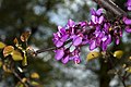 (Siġra ta') Ġuda Cercis siliquastrum