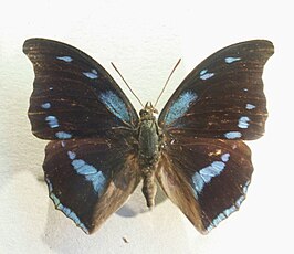 Charaxes mycerina