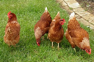 English: These chickens create the beautiful f...