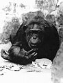 Pan troglodytes, Chimpanzé