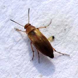 Anaspis maculata