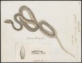 Leptophis liocercus