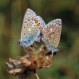 Common blues matingPolyommatus icarus♂♀ England, UK