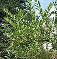 Pokrój Coriaria myrtifolia