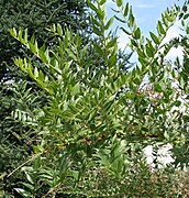 Coriaria myrtifolia